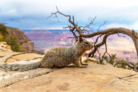 Téléchargez les photos : Écureuil au parc national du Grand Canyon par une journée ensoleillée, Arizona, USA - en image libre de droit