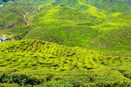 Photo for Panoramic view of Tea plantations in a sunny day - Royalty Free Image