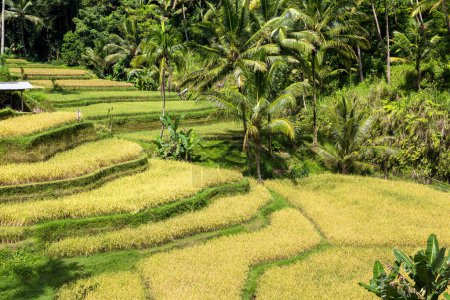 Tegallalang Reisterrassenfeld auf Bali, Indonesien an einem sonnigen Tag