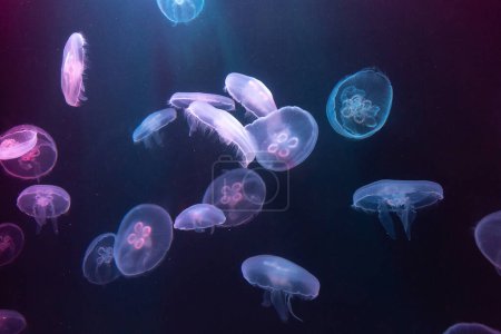 Big Jellyfish in large aquarium in Dubai