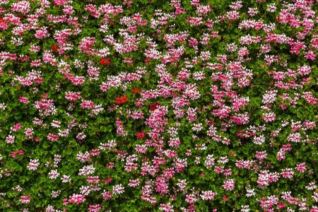 Background of pink flowers in a summer day