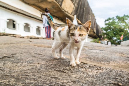 Pequeño gatito en el templo de la cueva de Dambulla en Dambulla, Sri Lanka