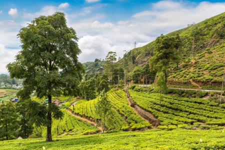 Téléchargez les photos : Plantations de thé en Sri Lanka - en image libre de droit