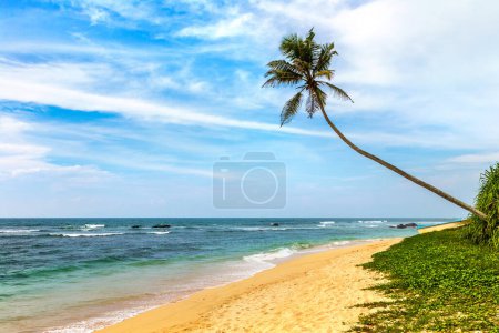 Téléchargez les photos : Palmier simple à la plage par une journée ensoleillée au Sri Lanka - en image libre de droit