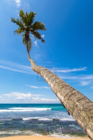 Photo for Palm tree against blue sky in a sunny day - Royalty Free Image