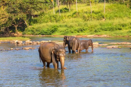 Téléchargez les photos : Troupeau d'éléphants au bord de la rivière au centre du Sri Lanka - en image libre de droit