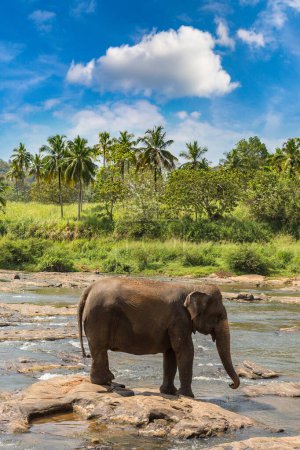 Elefante soltero en el río en Sri Lanka