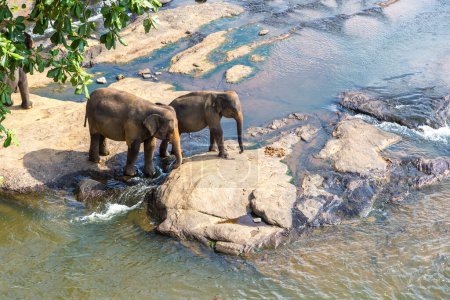 Foto de Manada de elefantes en Sri Lanka en un día de verano - Imagen libre de derechos