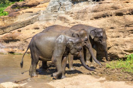 Herd of elephants in central Sri Lanka in a sunny day