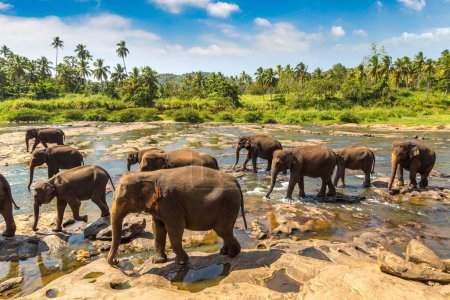 Elefantenherde am Fluss im Zentrum Sri Lankas an einem sonnigen Tag