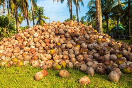 Foto de Heaps of coconuts in the tropical garden - Imagen libre de derechos