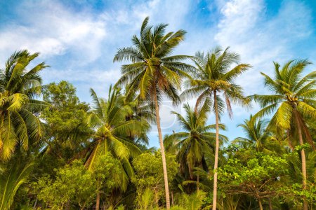 Téléchargez les photos : Palmier à la belle plage tropicale dans une journée d'été - en image libre de droit