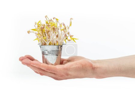 Foto de Cubo de metal de juguete de mano Hunan con frijoles mungo germinados sobre el fondo blanco. Concepto de comida saludable micro verde y vegana. - Imagen libre de derechos