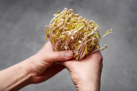 Foto de Brotó frijoles mungo en unas manos sobre un fondo gris. Concepto de comida saludable micro verde y vegana. - Imagen libre de derechos