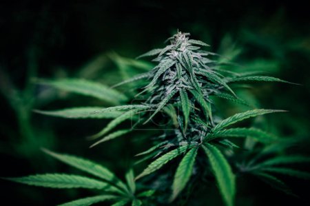 Téléchargez les photos : Cannabis plante médicale fleur verte cbd - en image libre de droit