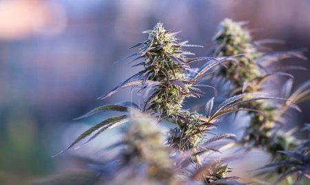 cannabis bud natural medical marijuana plant 