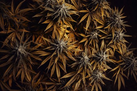 golden leaf Medical Cannabis bud, marijuana Plant
