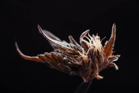 Photo for Cannabis medical flower background thc hemp marijuana - Royalty Free Image
