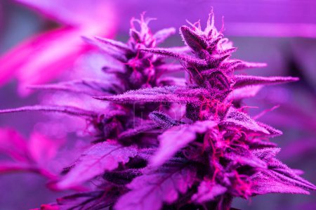 growing cannabis plant led purple marijuana grow lamp