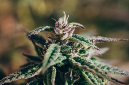 Téléchargez les photos : Cannabis plant medical sativa plant  bud, medicinal marijuana cultivation - en image libre de droit