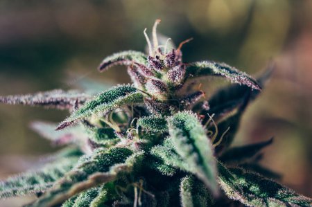 Téléchargez les photos : Purple cannabis plants, buds in trichomes, cultivation of medical marijuana - en image libre de droit
