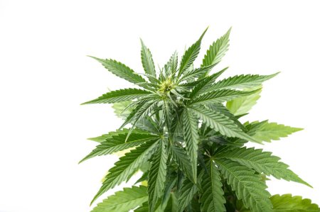 Téléchargez les photos : Cannabis plant medicinal marijuana farm - en image libre de droit