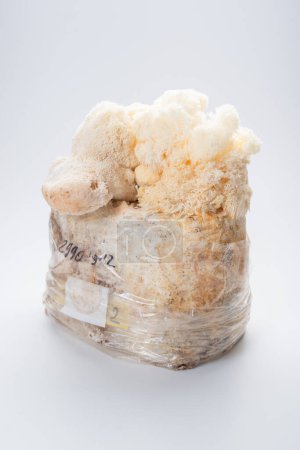 Photo for Medicine; mushroom Hericium erinaceus lion's mane edible mushrooms - Royalty Free Image