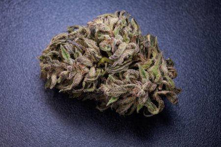 Photo for Marijuana dry cannabis flower medical bud cbd and thc weed - Royalty Free Image