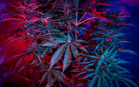 Téléchargez les photos : Fond abstrait de cannabis avec des moulages dans un éclairage créatif coloré - en image libre de droit