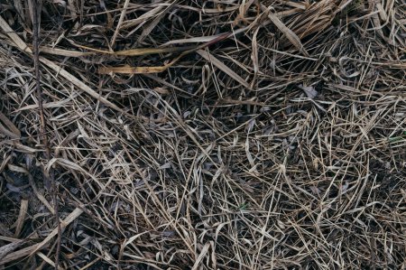 Photo for Top View of Dry Grass in the Field. Dried Grass - Royalty Free Image