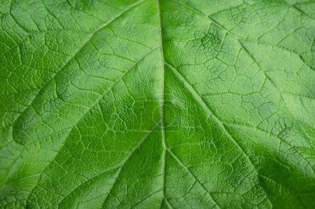 Photo for Leaf green macro background natural surface - Royalty Free Image