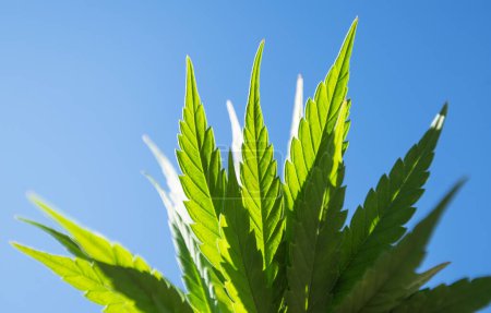 Téléchargez les photos : Cannabis plante feuille fond plante chanvre - en image libre de droit