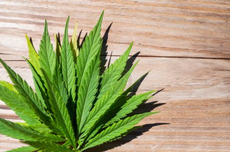Photo for Medical cannabis leaves on wooden natural surface, beautiful background - Royalty Free Image
