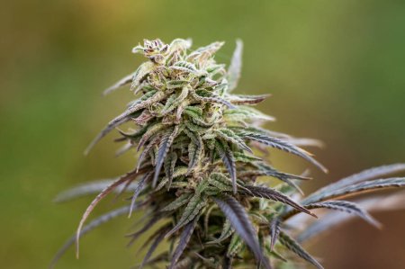 Foto de Top de marihuana medicinal de cannabis - Imagen libre de derechos