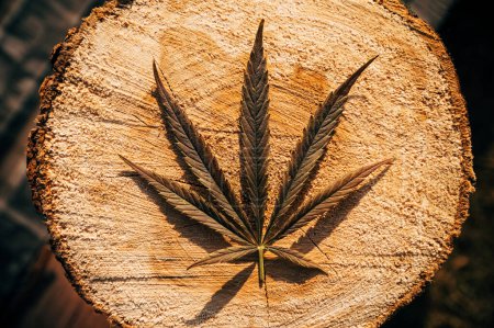 Photo for Marijuana leaf on a stump in the forest, medical cannabis - Royalty Free Image
