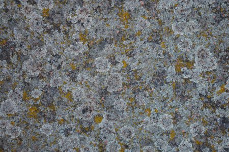 Foto de Textura abstracta de liquen sobre hormigón o piedra, natural, finamente detallado - Imagen libre de derechos