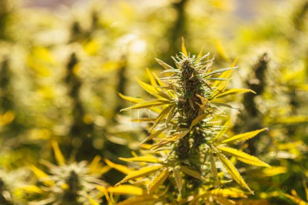 Téléchargez les photos : Plein air Cannabis Fleurs champ marijuana - en image libre de droit