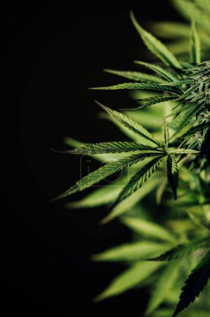 Téléchargez les photos : Plante de marijuana sur fond noir cultiver feuille de cannabis médical - en image libre de droit