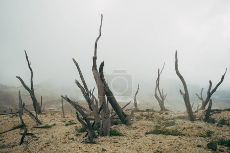 Téléchargez les photos : Bois mort sec brûlé nature tre - en image libre de droit