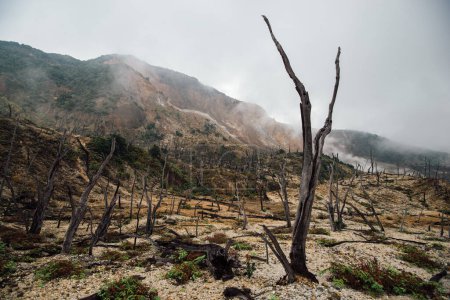 Téléchargez les photos : Paysage forestier après éruption volcanique - en image libre de droit