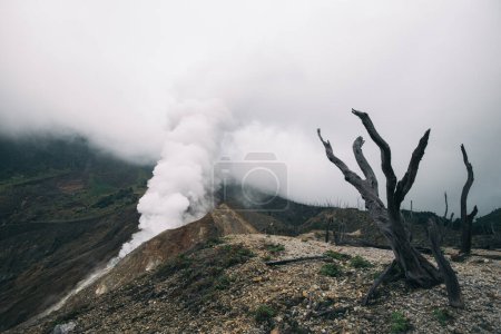 Photo for Volcano landscape, dead forest, mysterious nature. Indonesia, Jav - Royalty Free Image
