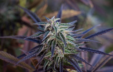 Téléchargez les photos : Purple marijuana bud close-up cannabis Blue Dream - en image libre de droit