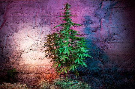 Téléchargez les photos : Salle de culture au sous-sol cultivant du cannabis marijuana, culture secrète - en image libre de droit