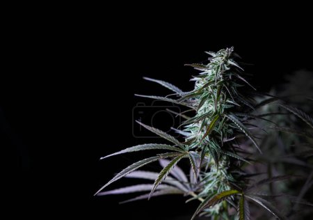 Téléchargez les photos : Marijuana sativa souche médicale cultiver du cannabis - en image libre de droit