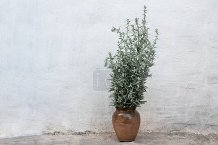 Foto de Jarra de cerámica con plantas en el fondo de una pared blanca rural - Imagen libre de derechos