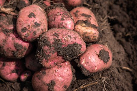 Téléchargez les photos : Tubercules de pomme de terre dans la récolte en terre de légumes biologiques - en image libre de droit