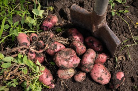Kartoffelernte auf dem gerade im Garten gegrabenen Boden 