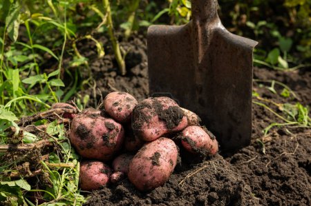 Téléchargez les photos : Récolte de pommes de terre, tubercules creusés dans le sol avec une pelle - en image libre de droit