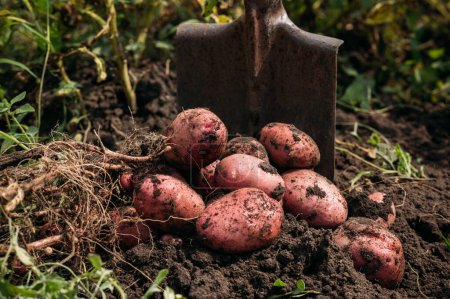 Photo for Potatoes on the ground just dug up with a shovel - Royalty Free Image