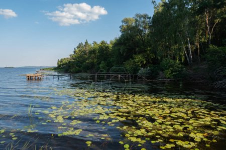 Foto de Lirios de agua, lugares para la pesca, río Dnipro en verano, hermoso paisaje - Imagen libre de derechos